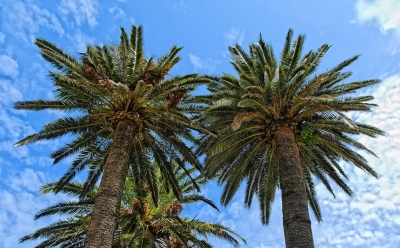 Palm Tree