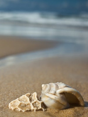 Shells_on_the_beach-11_double