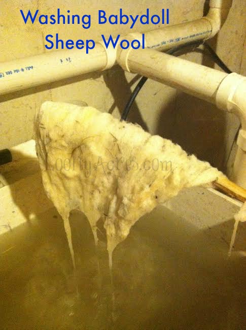 Washing Wool_1_